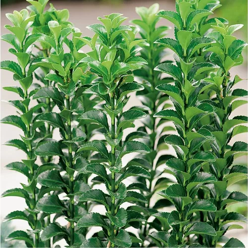 Pour votre confort en extérieur：Fusain Japonicus Benkomoki vert en pot de 3 litres