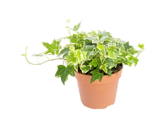 Pratique jardin：Lierre panaché multicolore. Le pot Ø 15 cm