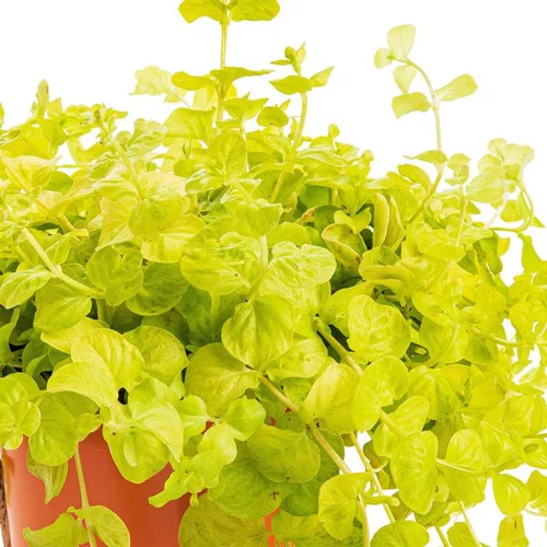Bien utile au jardin：Lysimaque nummulaire - Le pot de 2 litres