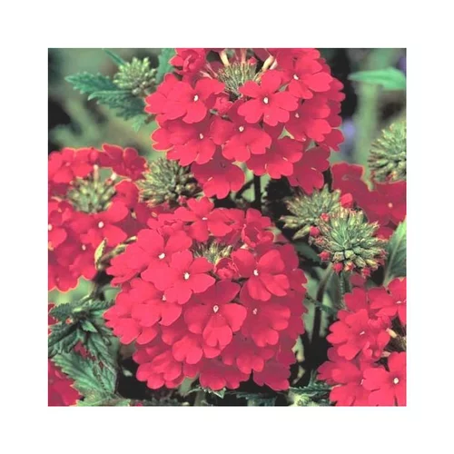 Pour simplifier vos extérieurs:Verbena Peruviana rouge - Le pot de 9 cm