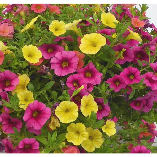 Pour équiper le jardin:Calibrachoa ou mini Pétunia à fleurs multicolores - La suspension