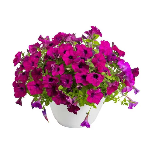 Une solution pratique pour le jardin:Pétunia retombant - Le pot de 6 litres