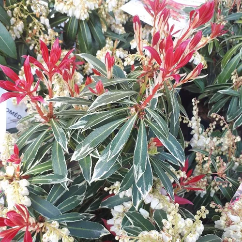 Jardin actuel:Andromède du Japon Flaming Silver 40/50. Le pot de 6 litres