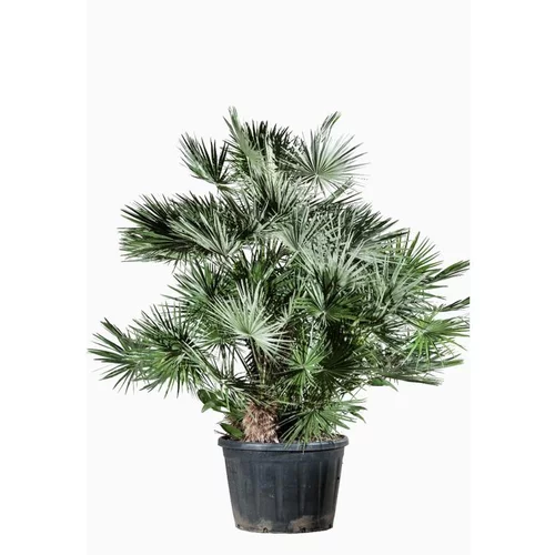 Style jardin:Chamaerops Humilis en pot de 285 L vert