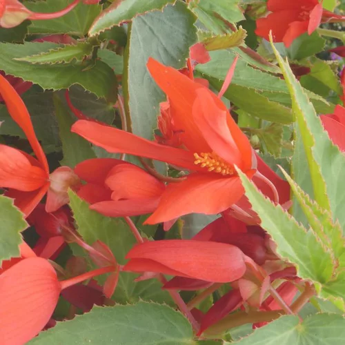 Équipement au jardin：Bégonia Summerwings à fleurs multicolores - Le pot de 4,6 litres