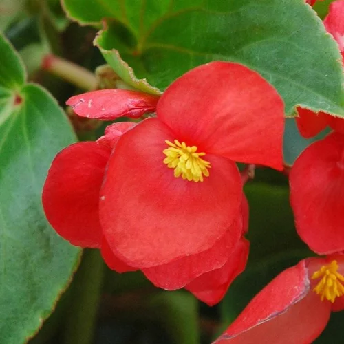 Sélection utile:Bégonia semperflorens - Le pot de 10,5 cm