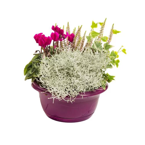 Pour améliorer votre jardin：Composition d'exterieur mélange violet rose - La coupe de 27 cm