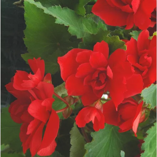 Pour plus de confort à l’extérieur：Bégonia retombant à fleurs multicolores - Le pot de 0,7 litre