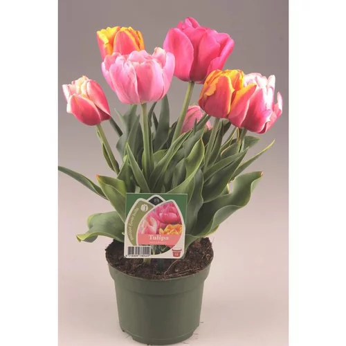 Vie extérieure：Tulipe Arlequin - Le pot de 3 litres