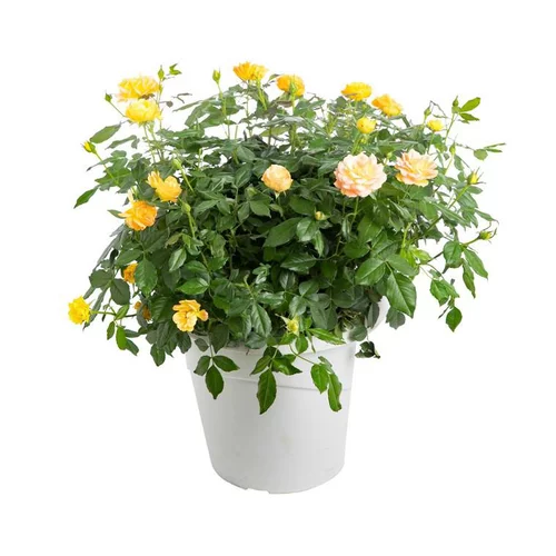 Un indispensable au jardin：Rosier miniature - Le pot de 1 litre