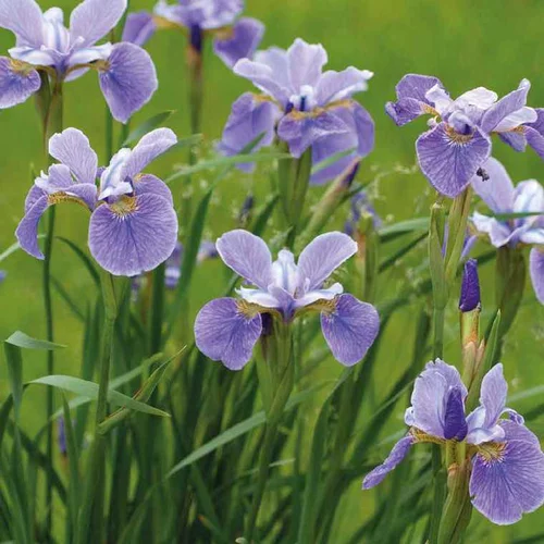 Jardin et solutions：Iris d’Amérique godet 9x9 cm