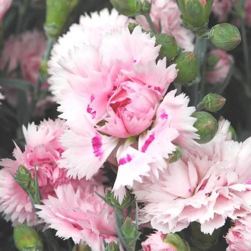 Jardin & loisirs：Œillet vivace - La jardinière de 40 cm
