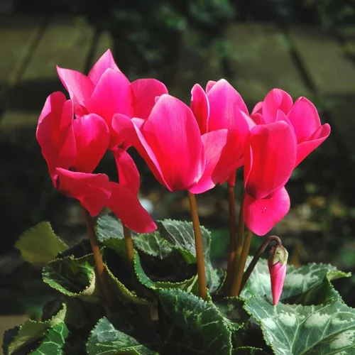 Pour vos moments au jardin：Cyclamen - Le pot de 15 cm
