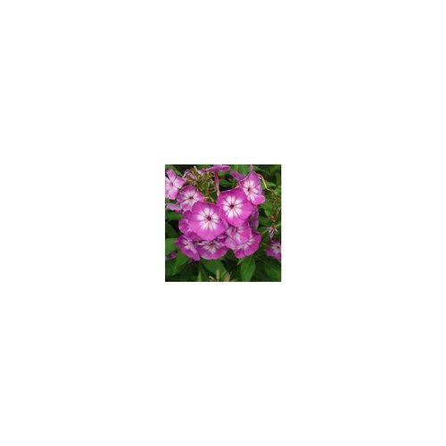Jardin passion：Phlox Paniculata - Le pot de 10,5 cm