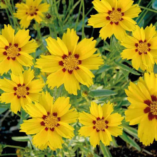 Pratique jardin：Coreopsis grandiflora bernwode panach - Le pot de 9 x 9 cm