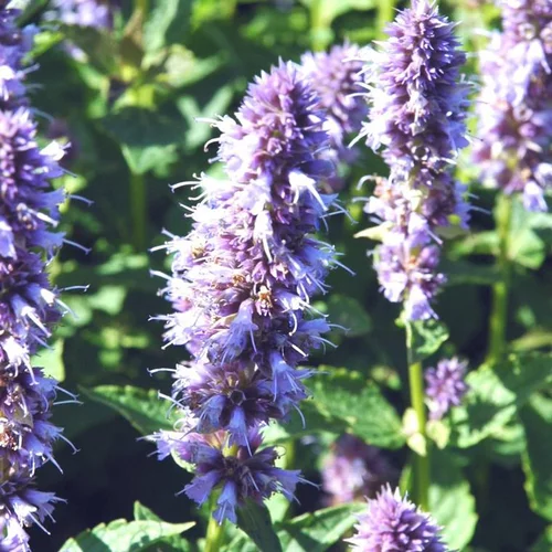 Jardin et maison：Agastache (hysope anisée) à fleurs bleues - Le pot de 2 litres