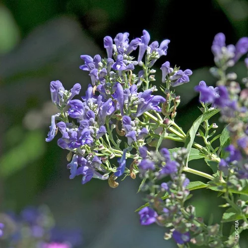 Confort au jardin：Scutellaria - Le pot de 1 litre