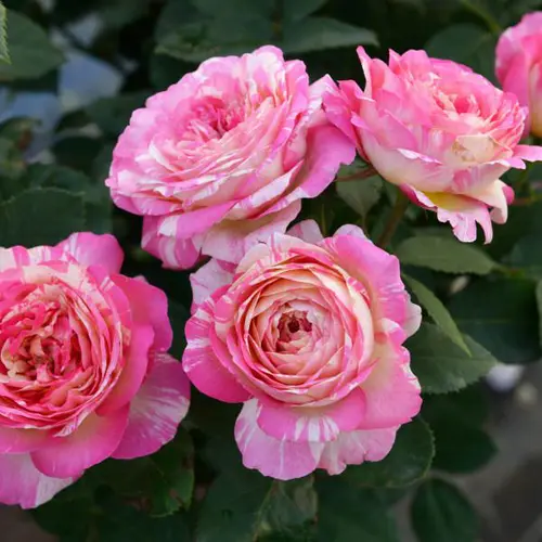 Sélection pour le jardin:Rosier Marc Chagall® Delstrirojacre
