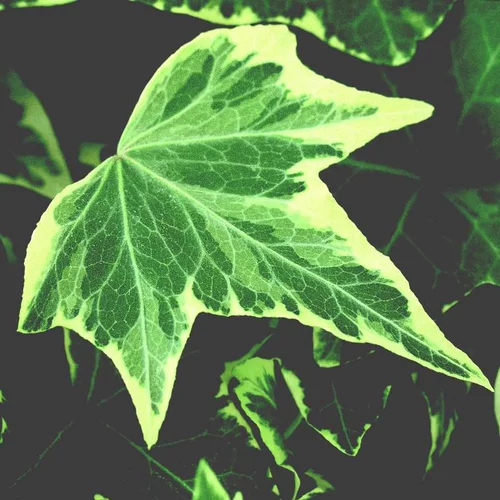 Idéal pour vos extérieurs:Lierre - La barquette de 6 plants