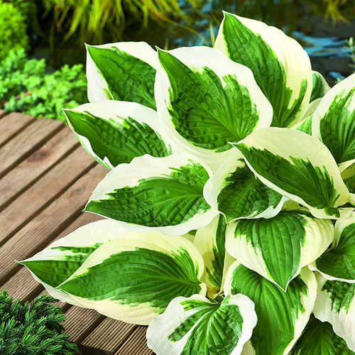 Jardin confort：Hosta Patriot vert botanic®. Le pot de 2 litres