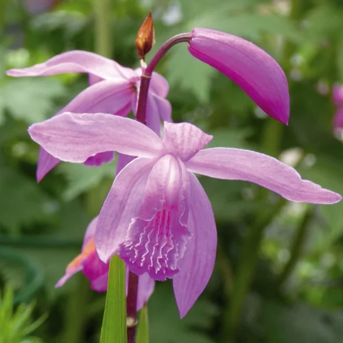 Pour compléter votre jardin:Orchidee vivace Bletilla - Le pot de 12 cm