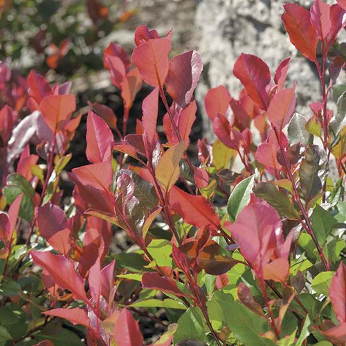 Jardin choix:Photinia Red Robin en pot de 30 litres