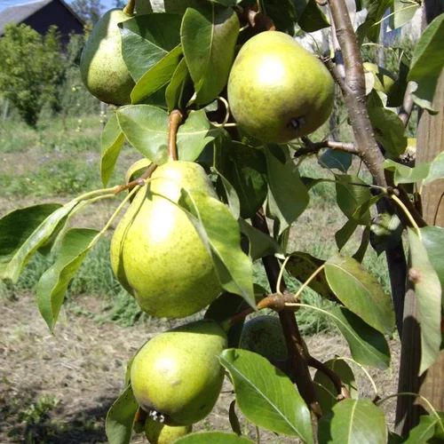 Équipement au jardin：Poirier Duchesse D'Angouleme. Le pot de 10 litres forme gobelet