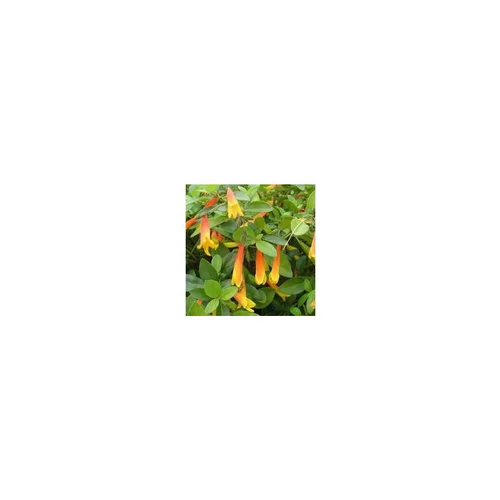 Solution extérieur:Libonia Floribunda - Le pot de 2 litres