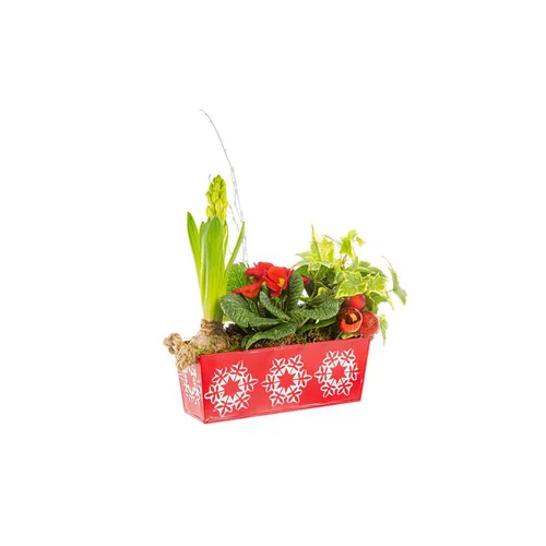 Conçu pour vos extérieurs：Jacinthe Prim Hedera Jardinière Zinc Flocon rouge