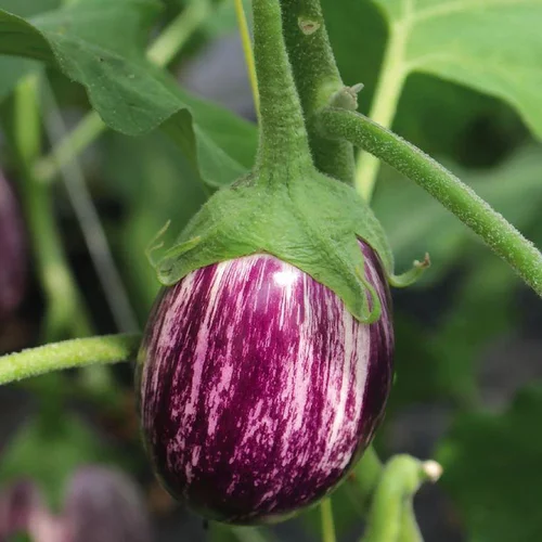 Jardin & confort：Aubergine Striee Zebrina Bio - Le pot compostable de 10,5 cm