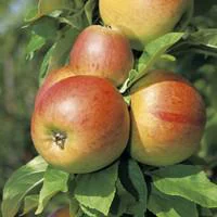 Pour vos jardins：Poirier Williams Bon Chretien. En racine nue, forme palmette U simple