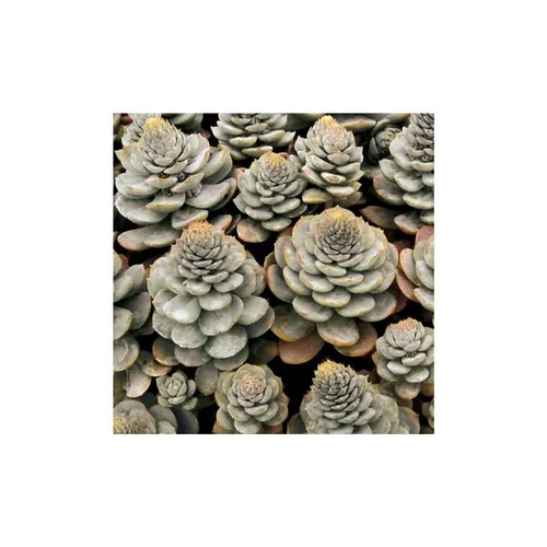Bien pensé jardin:Orostachys - Le pot de 1 litre