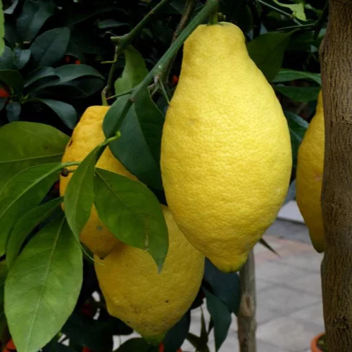 Côté jardin：Citronnier. Le pot de 60 litres