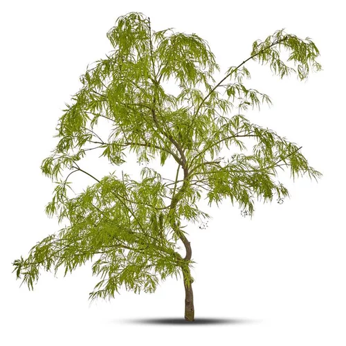 Bien pensé jardin：Erable du Japon (ACER PALMATUM DISSECTUM VIRIDIS ) Le pot de 15 litres
