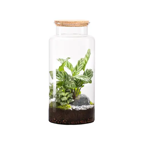 Le compagnon du jardin：Terrarium autonome botanic® Jungle Classic - Taille L Ø 25 cm H 40 cm