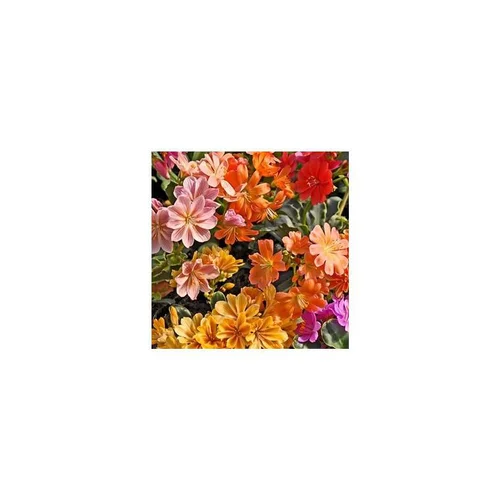 Ambiance jardin：Lewisia Cotyledon - Le pot de 3 litres