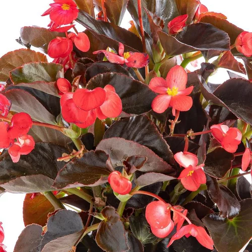 Pour embellir le jardin:Bégonia Big à fleurs multicolores - Le pot Ø 14 cm
