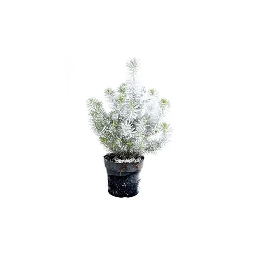Pour un extérieur plus agréable：Pin floqué décoré - Le pot de 10,5 cm