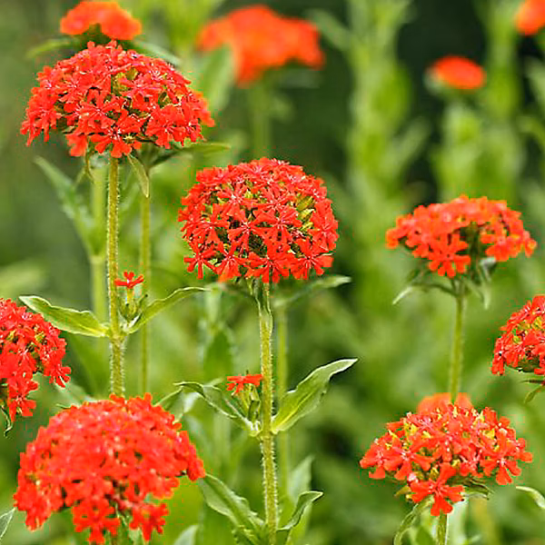 6 x Croix de Malte | Lychnis chalcedonica – godet 9cm x 9cm