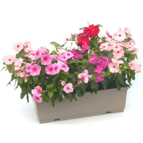 Un essentiel du jardin：Pervenche de Madagascar - La jardinière de 40 cm