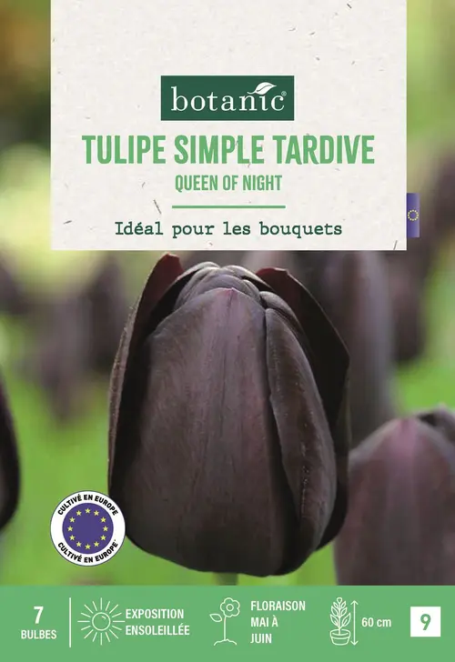 Jardin et idées:Bulbes de fleurs Tulipe simple tardive Queen of Night noir botanic® - 7 bulbes