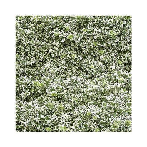 Jardin en pratique：Euonymus emerald gaiety vert en pot de 3 L