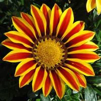 Jardin quotidien:Gazania - Le pot de 10,5 cm
