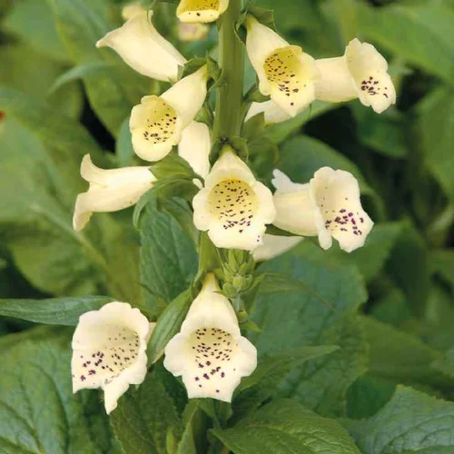 Pour la vie au jardin:Digitalis Grandiflora - Le pot de 9 x 9 cm