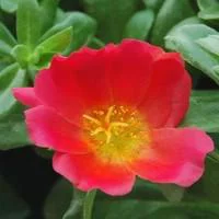 Esprit jardin：Pourpier à fleurs simples - La coupe de 27 cm