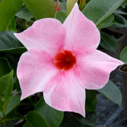 Pour un extérieur bien équipé：Dipladenia Pyramide - Le pot de 17 cm