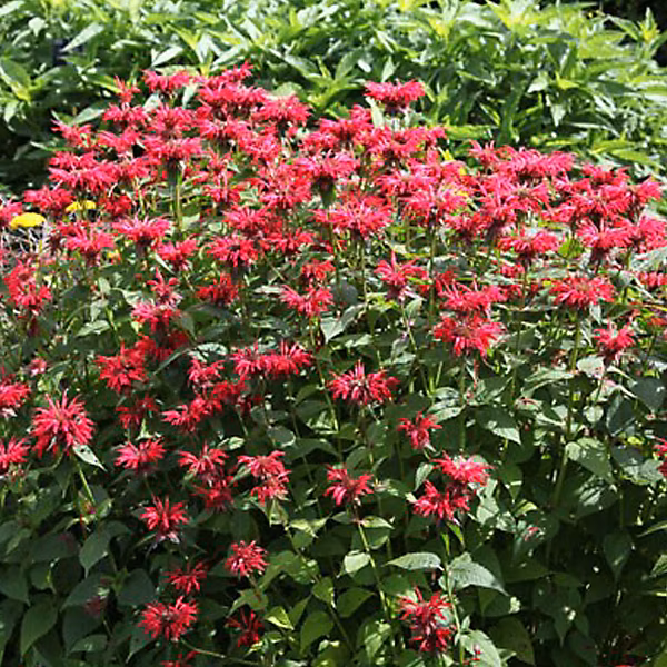 6 x Monarde 'Gardenview Scarlet' – Monarda 'Gardenview Scarlet' | godet 9cm x 9cm