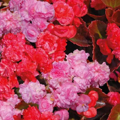 Déco jardin：Bégonia Gustave - Le pot de 9 x 9 cm