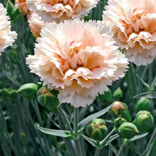 Utile au jardin:Œillet des fleuristes ou Œillet giroflée (Dianthus caryophyllus) à fleurs roses - Le pot Ø 15 cm