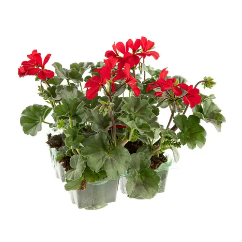 Pratique pour le jardin：Geranium lierre double - La barquette de 4 plants
